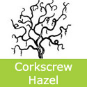 Corkscrew Hazel Tree or Harry Lauders Walking Stick Tree Corylus Avellana Contorta **FREE UK MAINLAND DELIVERY + FREE 100% TREE WARRANTY**